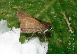 Lepidoptera