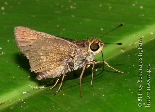 Lepidoptera