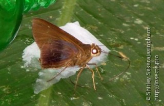 Lepidoptera