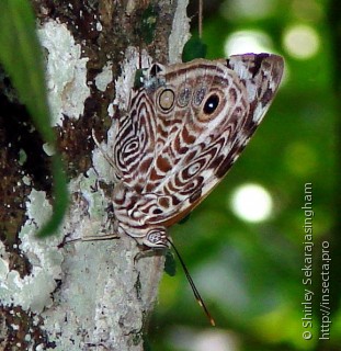 Lepidoptera