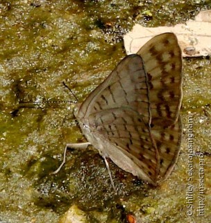 Lepidoptera