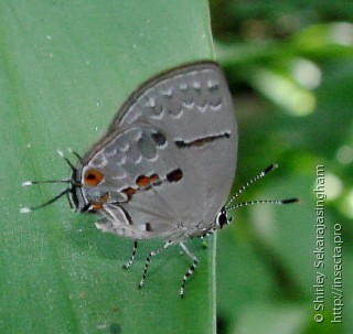 Lepidoptera