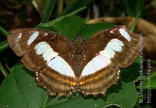 Lepidoptera