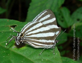 Lepidoptera