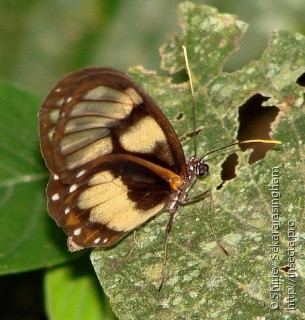 Lepidoptera