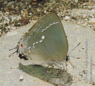 Lepidoptera