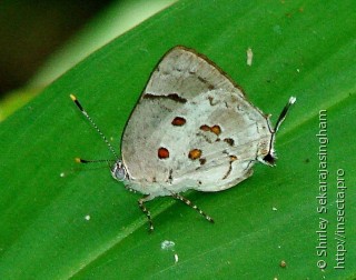 Lepidoptera