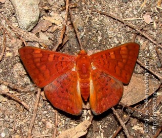 Lepidoptera