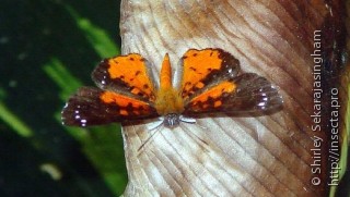 Lepidoptera