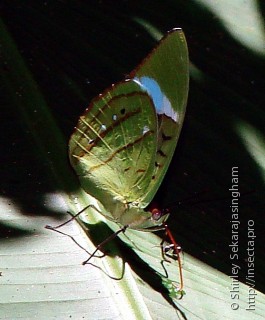 Lepidoptera