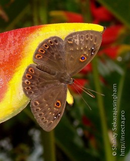 Lepidoptera