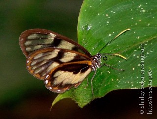 Lepidoptera