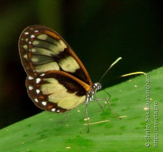 Lepidoptera