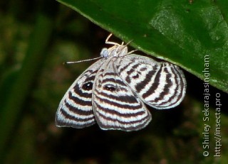 Lepidoptera