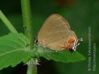 Lepidoptera