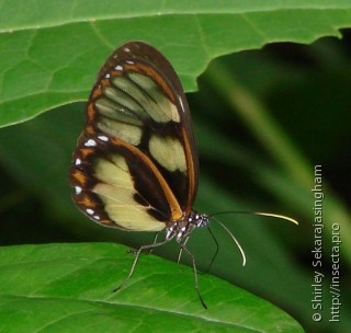 Lepidoptera