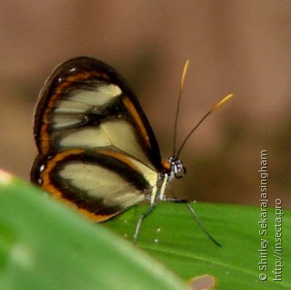 Lepidoptera