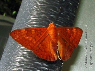 Lepidoptera