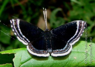 Lepidoptera