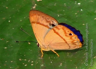 Lepidoptera