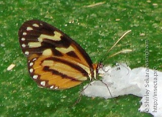 Lepidoptera