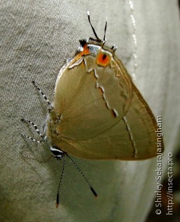 Lepidoptera