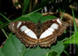 Lepidoptera