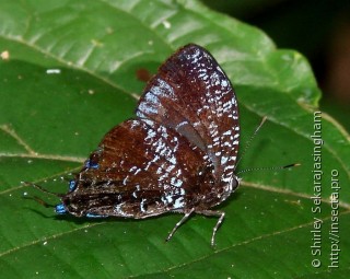 Lepidoptera