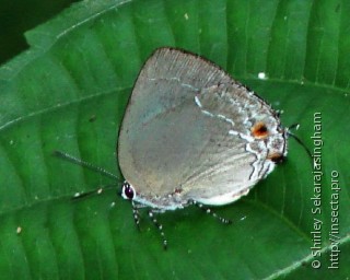 Lepidoptera