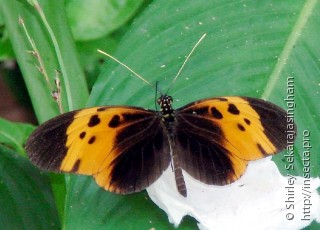 Lepidoptera