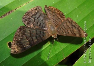 Lepidoptera