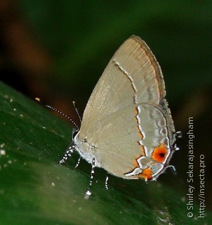 Lepidoptera