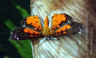 Lepidoptera