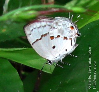 Lepidoptera