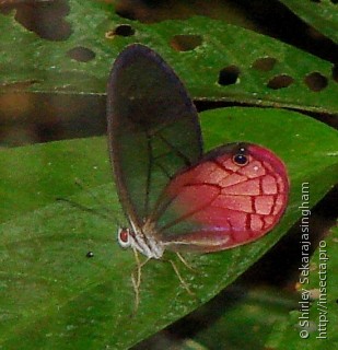 Cithaerias pireta aurorina