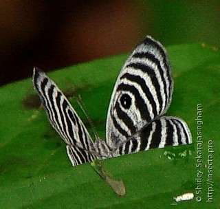 Lepidoptera