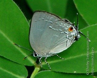 Lepidoptera