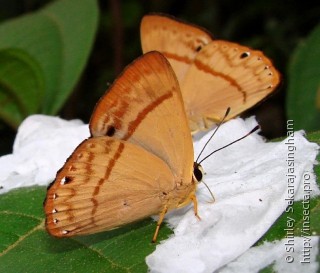 Lepidoptera