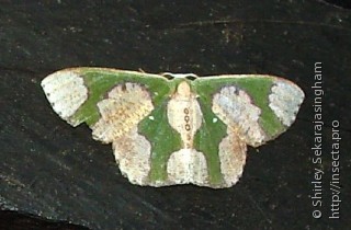 Lepidoptera