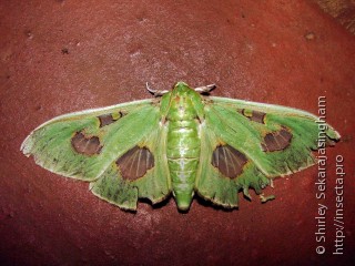 Lepidoptera