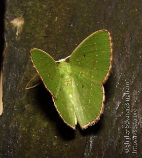 Lepidoptera