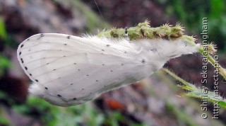 Lepidoptera