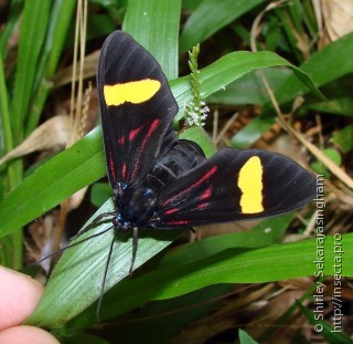 Lepidoptera