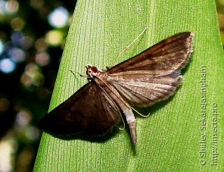 Lepidoptera