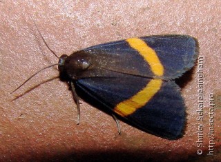 Lepidoptera