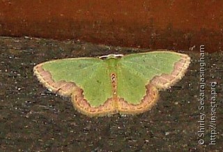 Lepidoptera