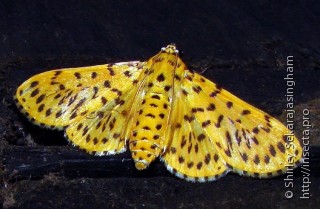 Lepidoptera