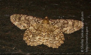 Lepidoptera