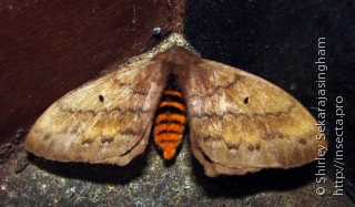 Lepidoptera