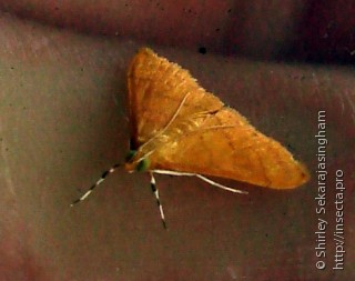 Lepidoptera